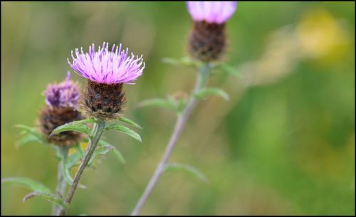 Close-up of purple thistle flower