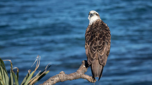 Portrait of osprey perching on branch against sea