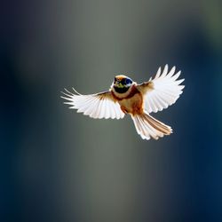 Close-up of bird flying against blurred background