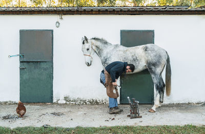 Full body man in apron attaching horseshoe to hoof of gray horse outside stable on sunny day on ranch