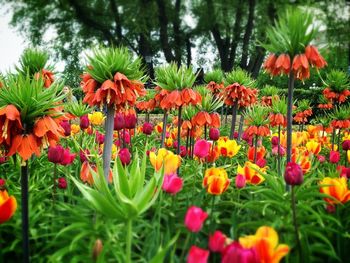 Close-up of red flowers blooming in field