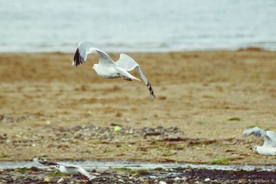 Close-up of seagull flying over beach