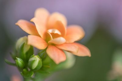 Close-up of flowering plant