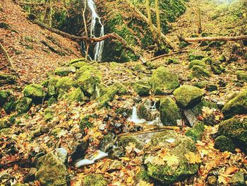 Plants and trees in forest