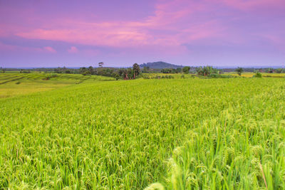 Scenic view of agricultural field against sky