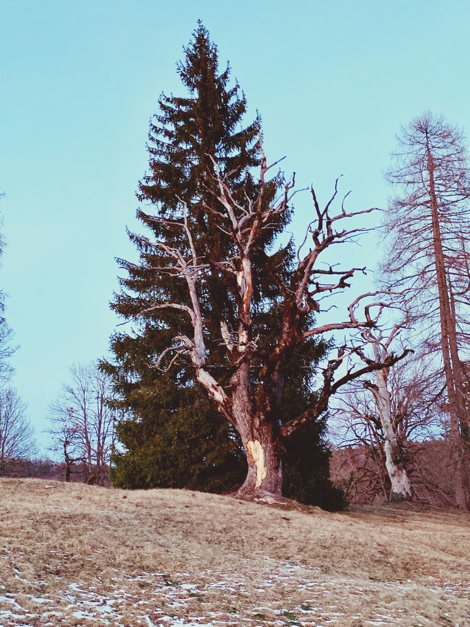 TREES ON FIELD AGAINST CLEAR SKY