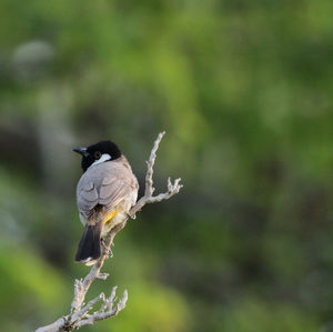 Close-up of bird perching on a plant