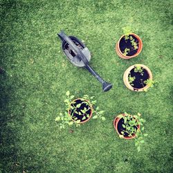 High angle view of fresh green grass