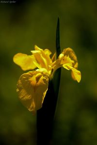 Close-up of yellow flower