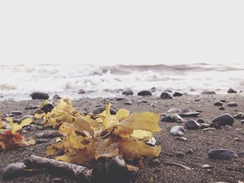 Close-up of yellow leaves on beach against sky