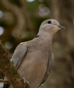 Close-up of bird perching on branch
