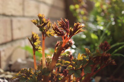 Close-up of flowering plant leaves