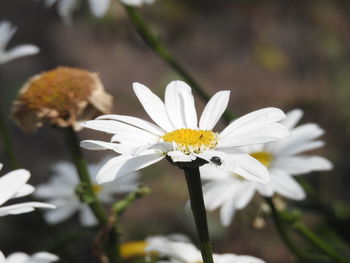 Close-up of white daisy flowers