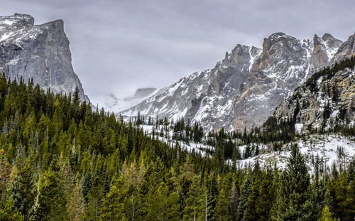 Low angle view of pine trees and mountains against sky