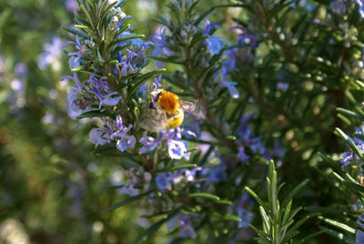 Close-up of bee on flower