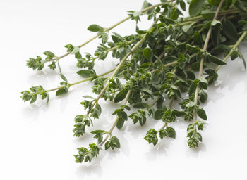 Close-up of plant against white background