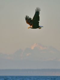 Bird flying over sea against sky