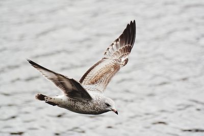 Seagull flying over sea