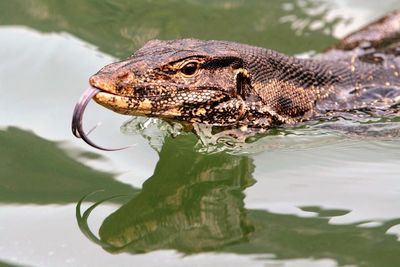 Close-up of turtle swimming in lake