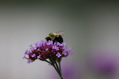 Close-up of insect on purple flower