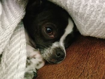 Close-up portrait of dog relaxing at home