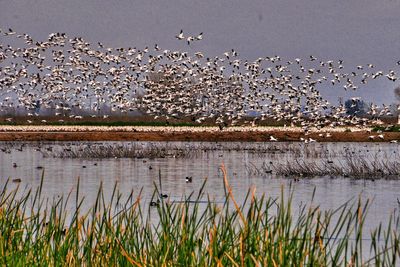 Birds flying over water against sky