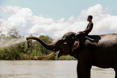 Elephant in aceh