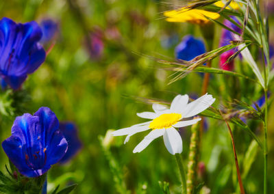 Close-up of purple flowering plant