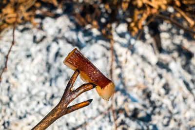 Close-up of food on stick outdoors during winter