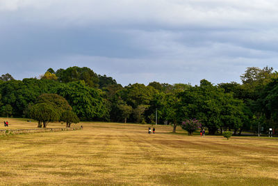 Trees on field against sky