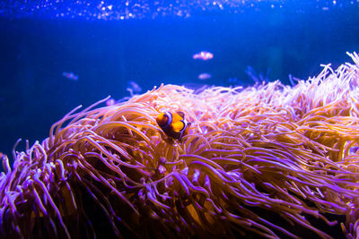 Fish swimming in sea