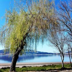 Bare tree by lake against clear blue sky