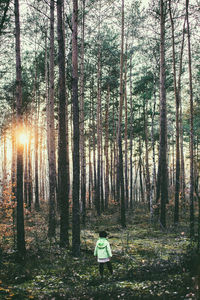 Trees in forest