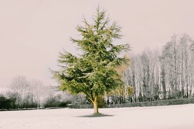 Trees on snow covered field against clear sky