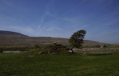 Sheep  in front of  whernside a yorkshire peak  
