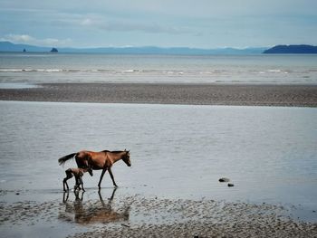 Horse in the sea