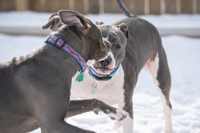 Pitbull dogs are playing in the snow and older dog is not amused