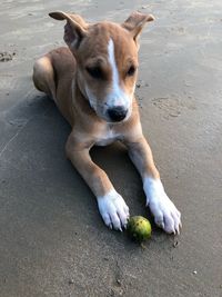 High angle view of dog relaxing on sand