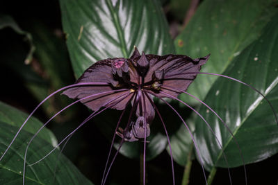 Close-up of purple flowering plant