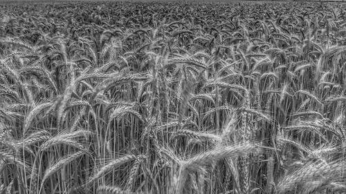 Full frame shot of wheat field