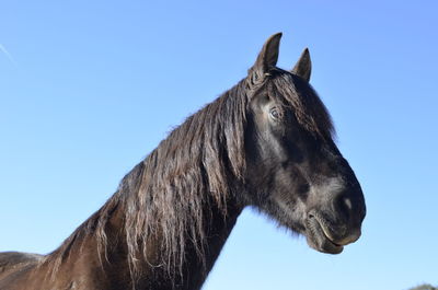 Close-up of a horse against clear blue sky