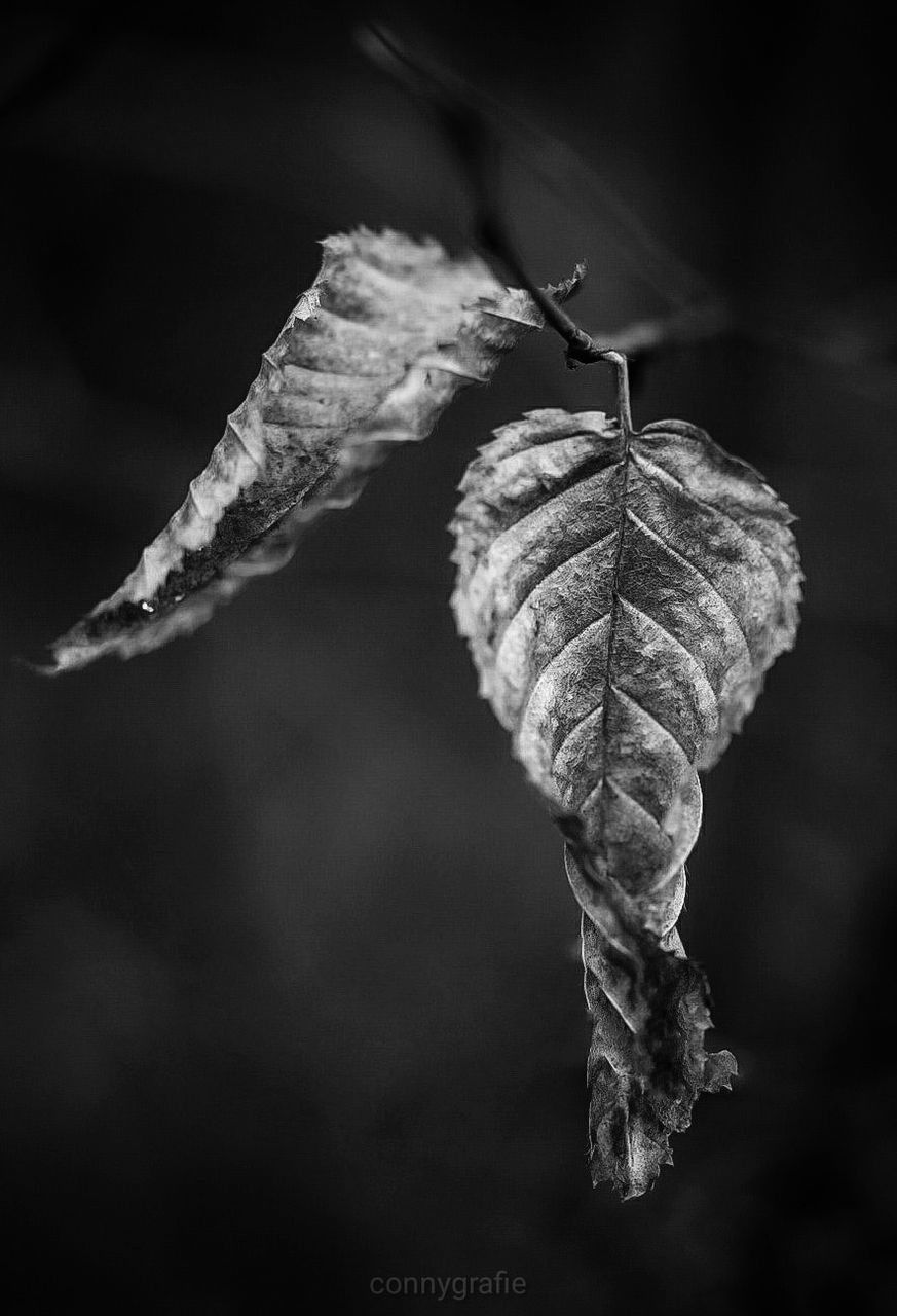 plant, close-up, focus on foreground, leaf, plant part, beauty in nature, vulnerability, fragility, nature, no people, growth, day, dry, outdoors, leaf vein, selective focus, plant stem, tranquility, botany, dried plant, leaves, dead plant, wilted plant