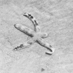 High angle view of crab on sand