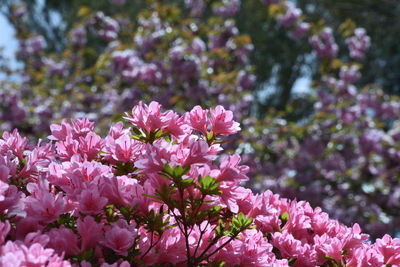 Close-up of pink flowers