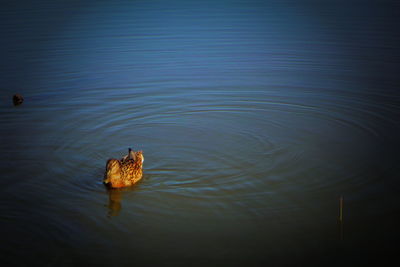 High angle view of duck swimming in lake