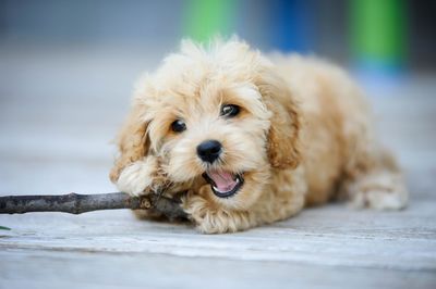 Close-up of an adorable, playful cockapoo puppy chewing on a stick.