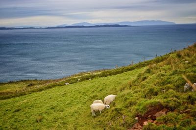 Sheep in a sea