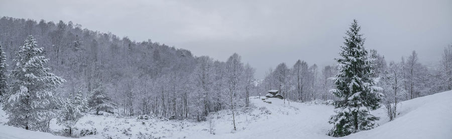 Panoramic view of trees on snow against sky