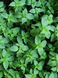 Full frame shot of green plants