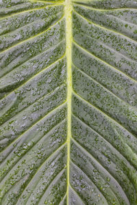 Full frame shot of leaf